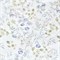 ASABELLA 2181-2OSP Семейный: комплект с 2-мя одеялами 160х220, египетский хлопок/тенсел 2181-2OSP - фото 194537 ASABELLA 2181-2OSP Семейный: комплект с 2-мя одеялами 160х220, египетский хлопок/тенсел 2181-2OSP - фото 194537