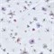 ASABELLA 2183-OSPS 1,5-спал.: Комплект с одеялом 160х220, египетский хлопок/тенсел 2183-OSPS - фото 194714 ASABELLA 2183-OSPS 1,5-спал.: Комплект с одеялом 160х220, египетский хлопок/тенсел 2183-OSPS - фото 194714